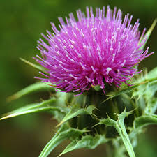 Milk Thistle Seed Powder