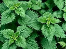 Stinging Nettle Leaf Powder