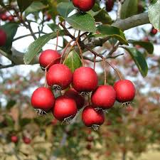 Hawthorn Berry